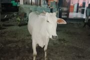 चोपण येथे गंगाराम बुवा देवस्थानच्या गाईंचा हर्रास