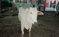चोपण येथे गंगाराम बुवा देवस्थानच्या गाईंचा हर्रास