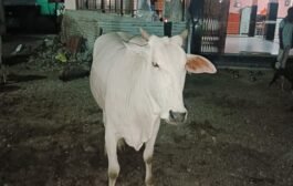 चोपण येथे गंगाराम बुवा देवस्थानच्या गाईंचा हर्रास