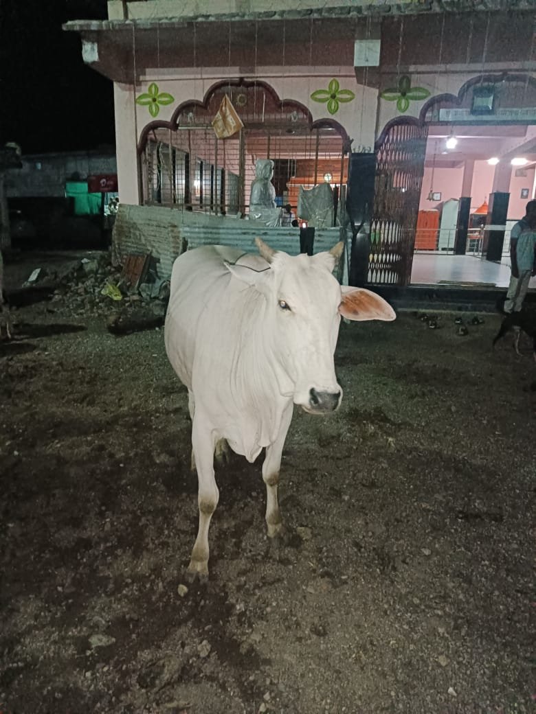 चोपण येथे गंगाराम बुवा देवस्थानच्या गाईंचा हर्रास